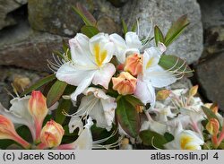 Rhododendron hort. Silver Slipper