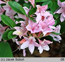 Rhododendron hort. Soir de Paris