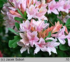 Rhododendron hort. Soir de Paris