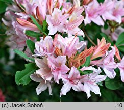 Rhododendron Soir de Paris