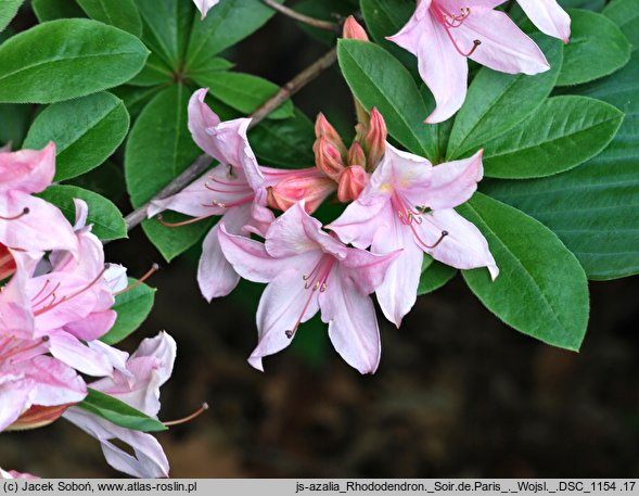 Rhododendron hort. Soir de Paris