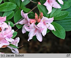 Rhododendron hort. Soir de Paris