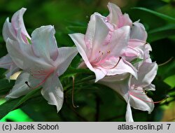 Rhododendron hort. Soir de Paris