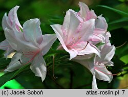 Rhododendron Soir de Paris