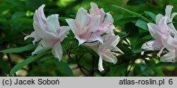 Rhododendron hort. Soir de Paris