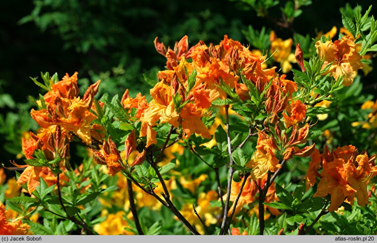 Rhododendron hort. Tan Glow