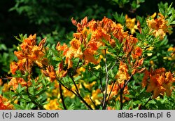 Rhododendron hort. Tan Glow