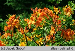 Rhododendron Tan Glow