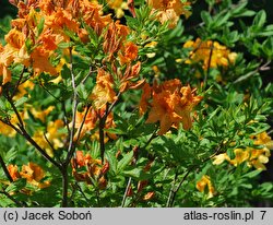 Rhododendron hort. Tan Glow