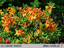 Rhododendron hort. Tan Glow
