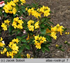 Rhododendron hort. Umpqua Queen