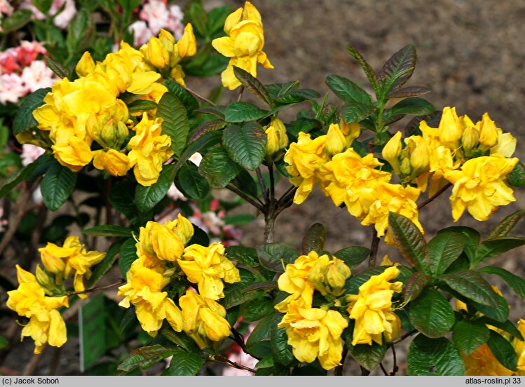 Rhododendron hort. Umpqua Queen