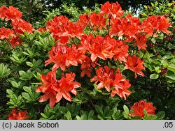 Rhododendron hort. Von Gneist