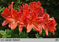 Rhododendron hort. Von Gneist