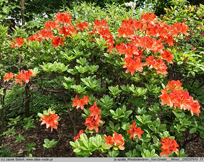 Rhododendron hort. Von Gneist