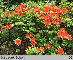 Rhododendron Von Gneist