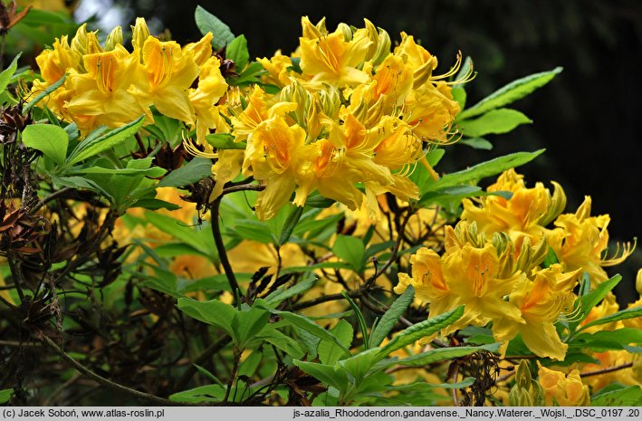 Rhododendron hort. Nancy Waterer