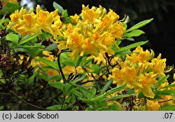 Rhododendron Nancy Waterer