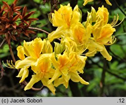 Rhododendron hort. Nancy Waterer