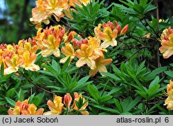 Rhododendron hort. Christopher Wren