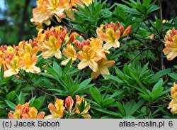 Rhododendron Christopher Wren