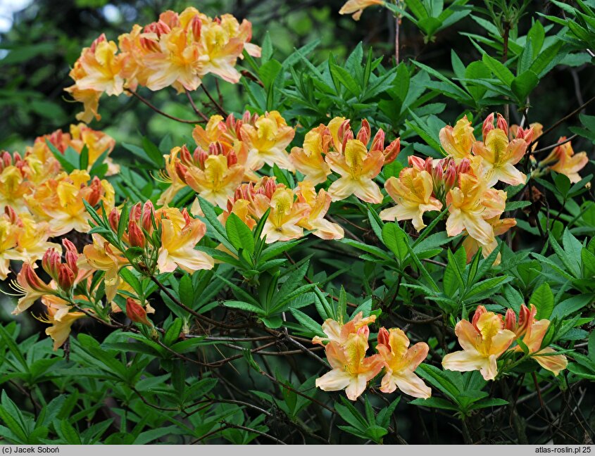 Rhododendron hort. Christopher Wren