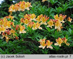 Rhododendron hort. Christopher Wren