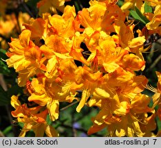 Rhododendron hort. Christopher Wren