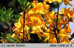 Rhododendron hort. Christopher Wren