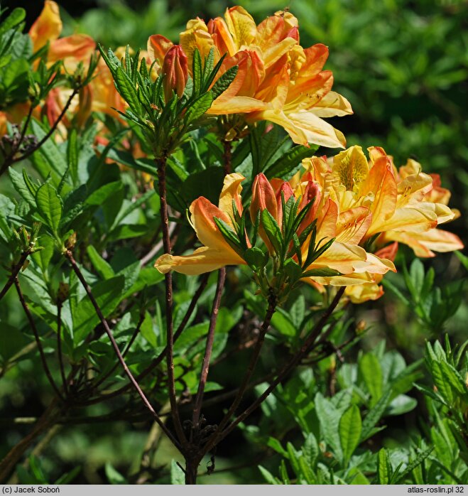 Rhododendron Lemonora