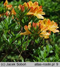 Rhododendron Lemonora