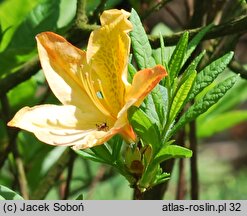 Rhododendron Lemonora