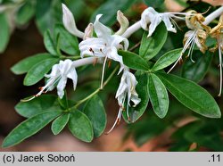 Rhododendron periclymenoides (azalia wiciokrzewowata)