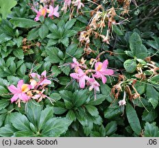 Rhododendron ×bakeri