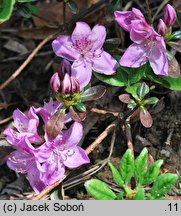Rhododendron hort. Ledikanense