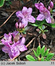 Rhododendron Ledikanense