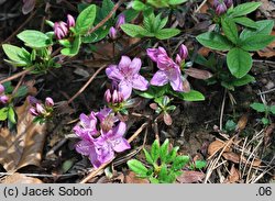 Rhododendron Ledikanense