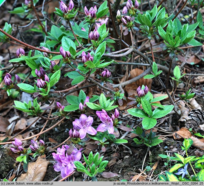 Rhododendron hort. Ledikanense