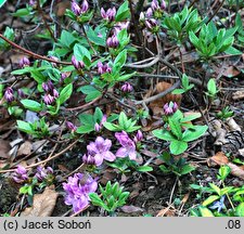 Rhododendron Ledikanense