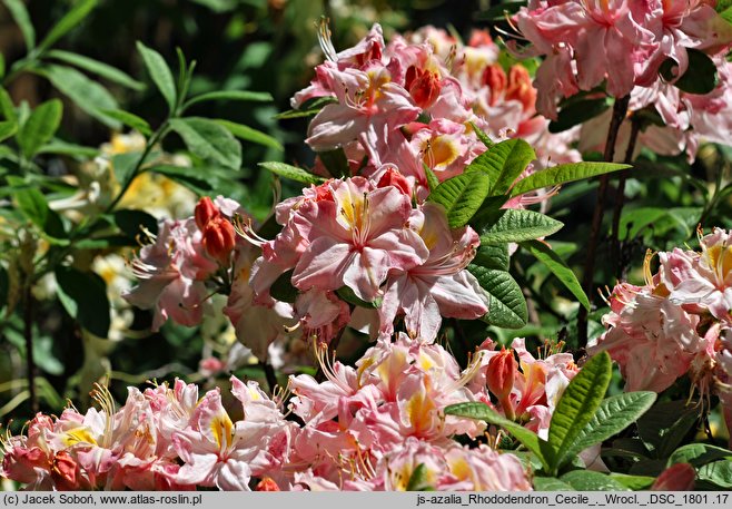 Rhododendron Cecile