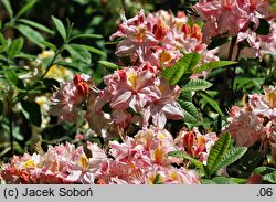 Rhododendron Cecile