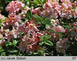 Rhododendron Cecile