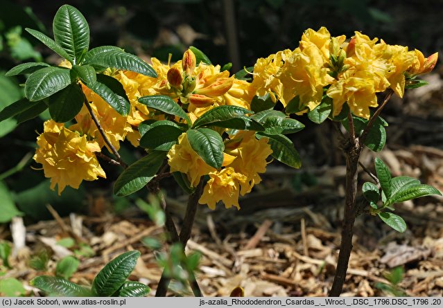 Rhododendron hort. Csardas