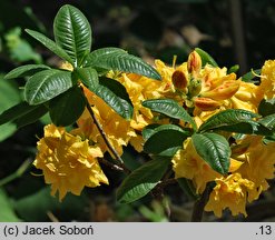 Rhododendron Csardas