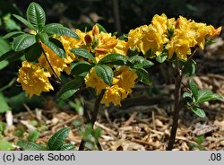 Rhododendron Csardas