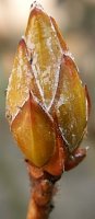 Rhododendron luteum