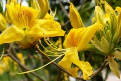 Rhododendron luteum