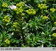 Azorella trifurcata (azorella trójwidlasta)