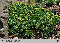 Azorella trifurcata (azorella trójwidlasta)