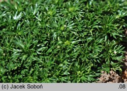 Azorella trifurcata Nana